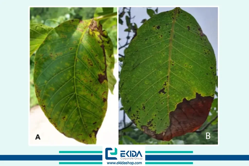 بدشکلی و حاشیه سوختگی در برگ‌های جوان بر اثر آلودگی با بلایت گردو