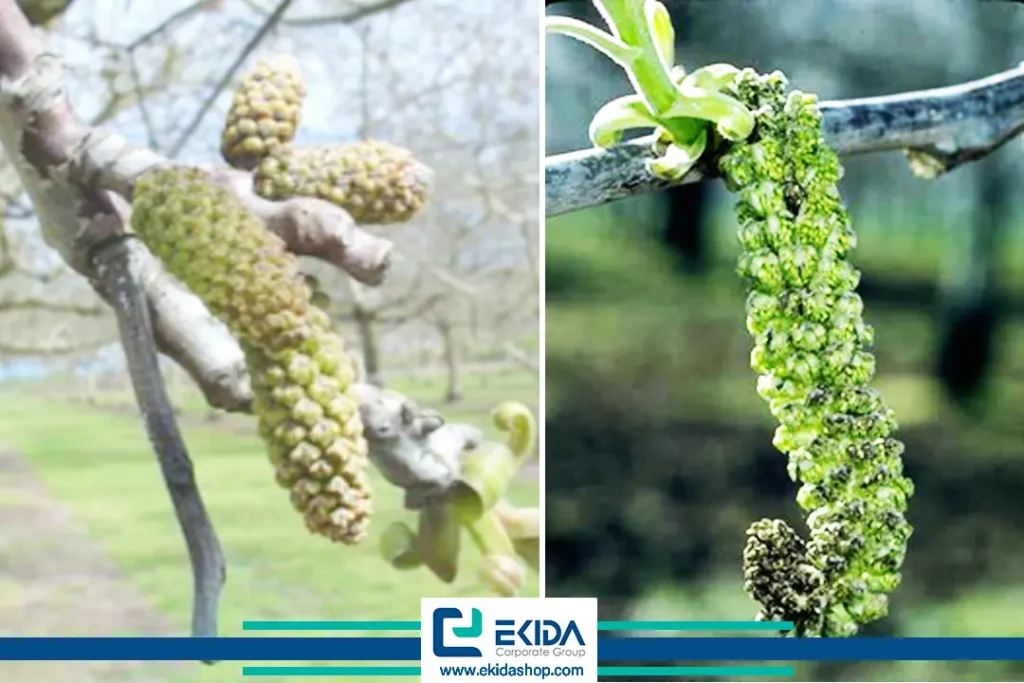 سیاه‌شدگی شاتون‌ها (گل‌های نر) در اثر آلودگی به بلایت گردو