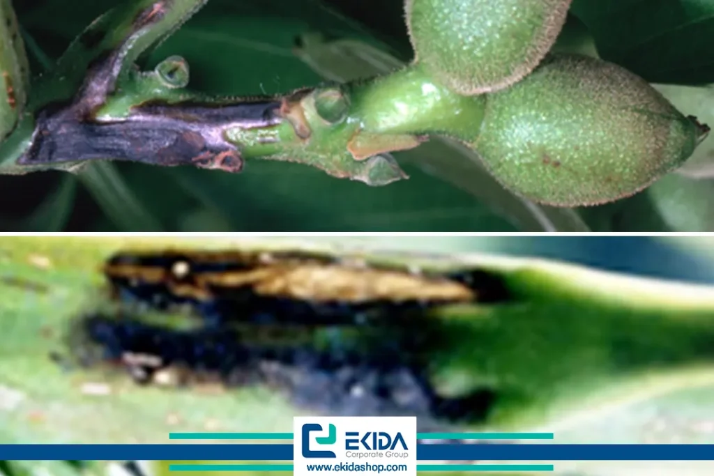 ایجاد شانکر و زخم‌های‌ نکروز سیاه روی سرشاخه‌‌های گردو