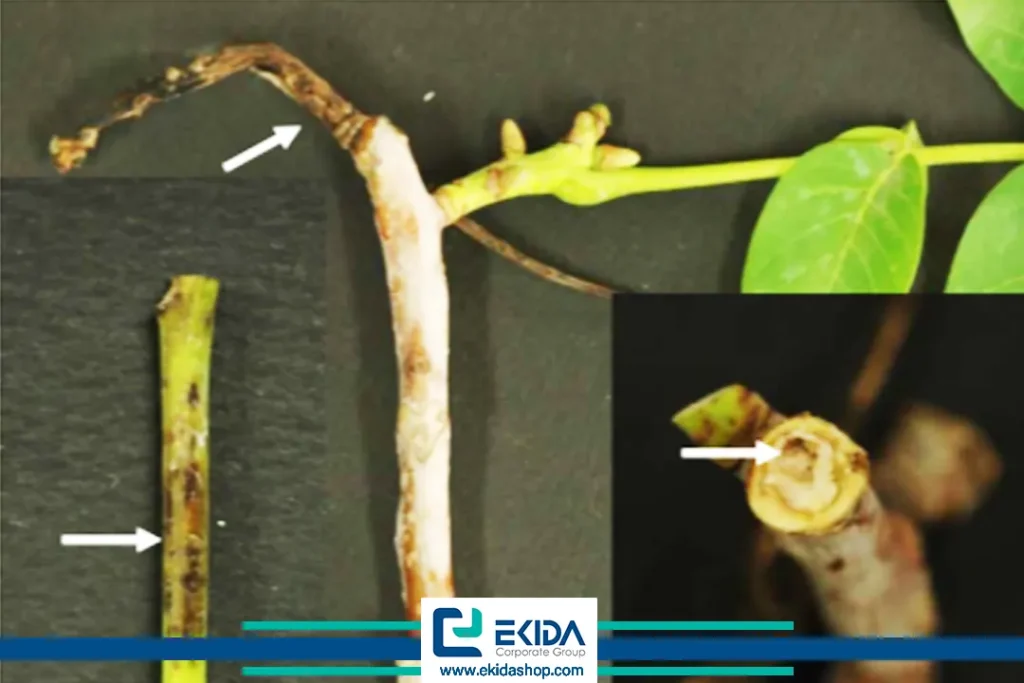 نفوذ باکتری بلایت گردو از سطح به داخل بافت شاخه و گسترش آلودگی