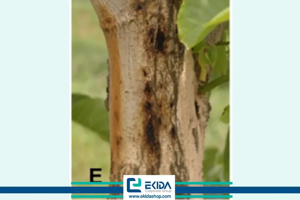 شانکرهای ایجاد شده در تنه درخت گردو