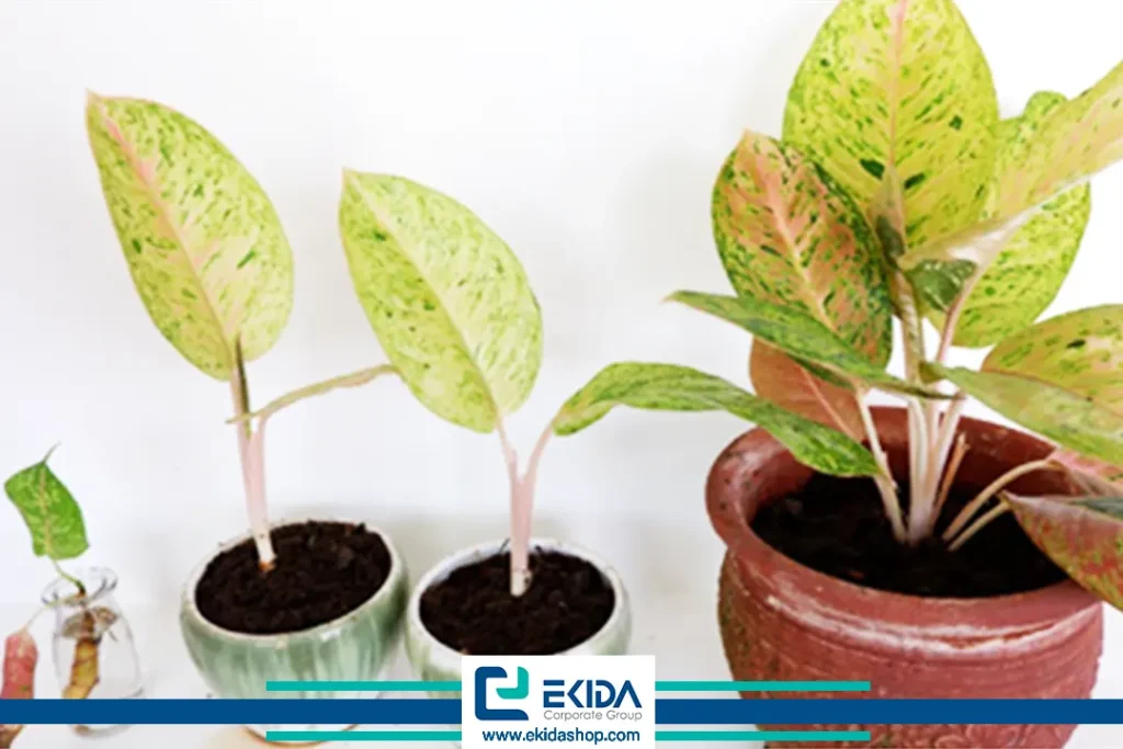 تکثیر آگلونما