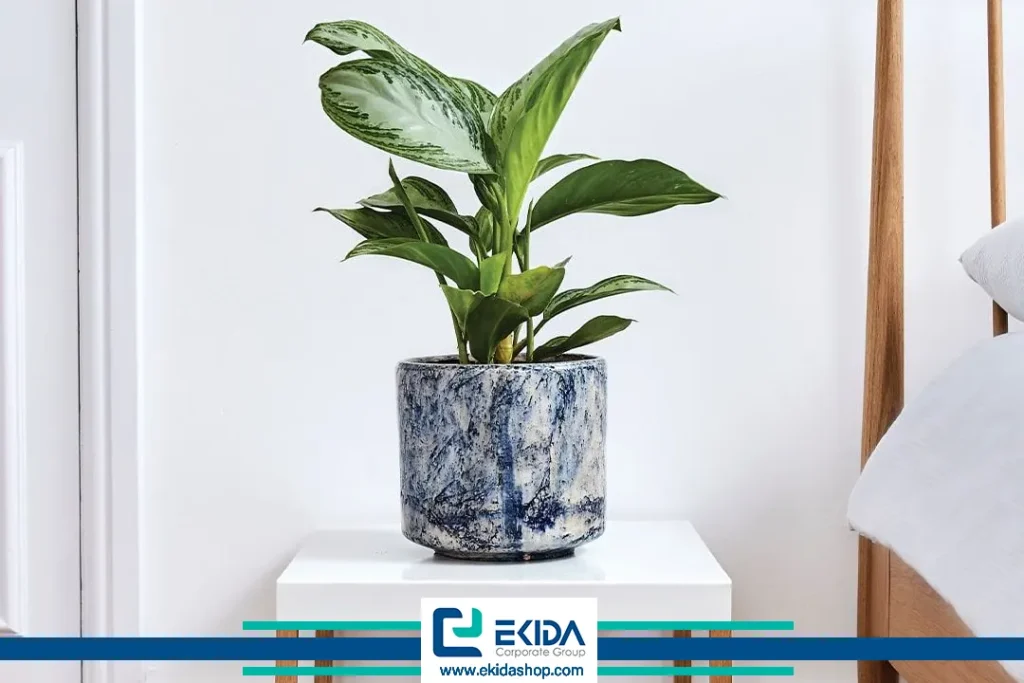 گیاه آگلونما