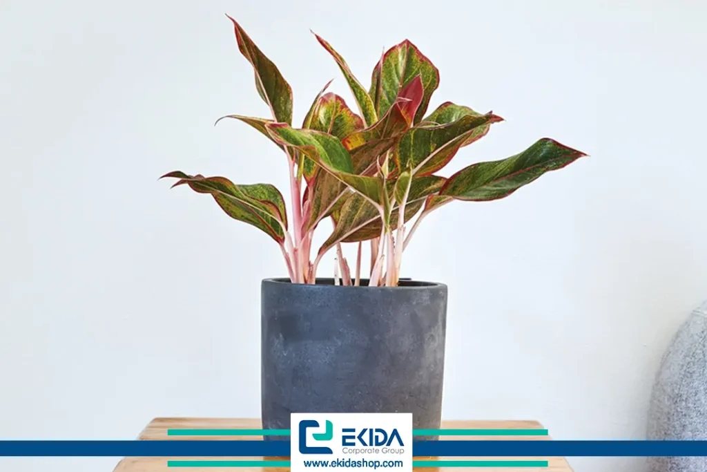 آگلونما با برگ قرمز