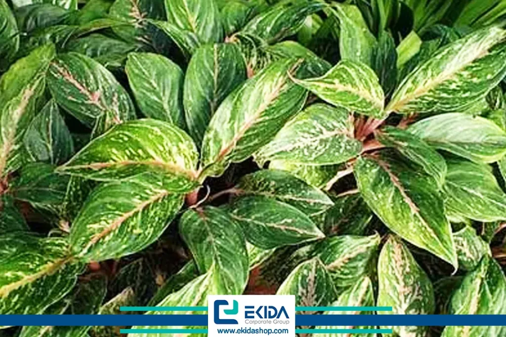 برگهای آگلونما