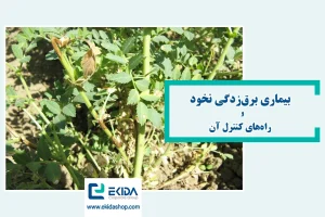 بیماری برق‌زدگی نخود