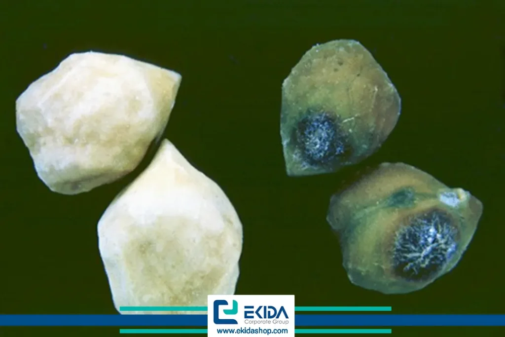 مقایسه‌ی بذرهای به شدت آلوده نخود