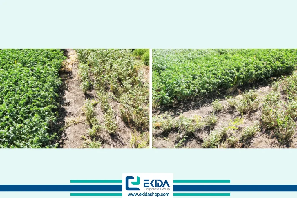 مقایسه میزان مقاومت دو رقم مقاوم و حساس