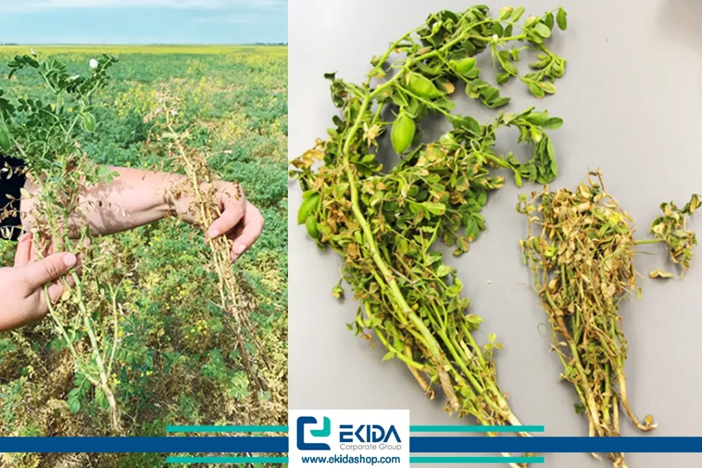 شدت خسارت قارچ عامل برق زدگی نخود