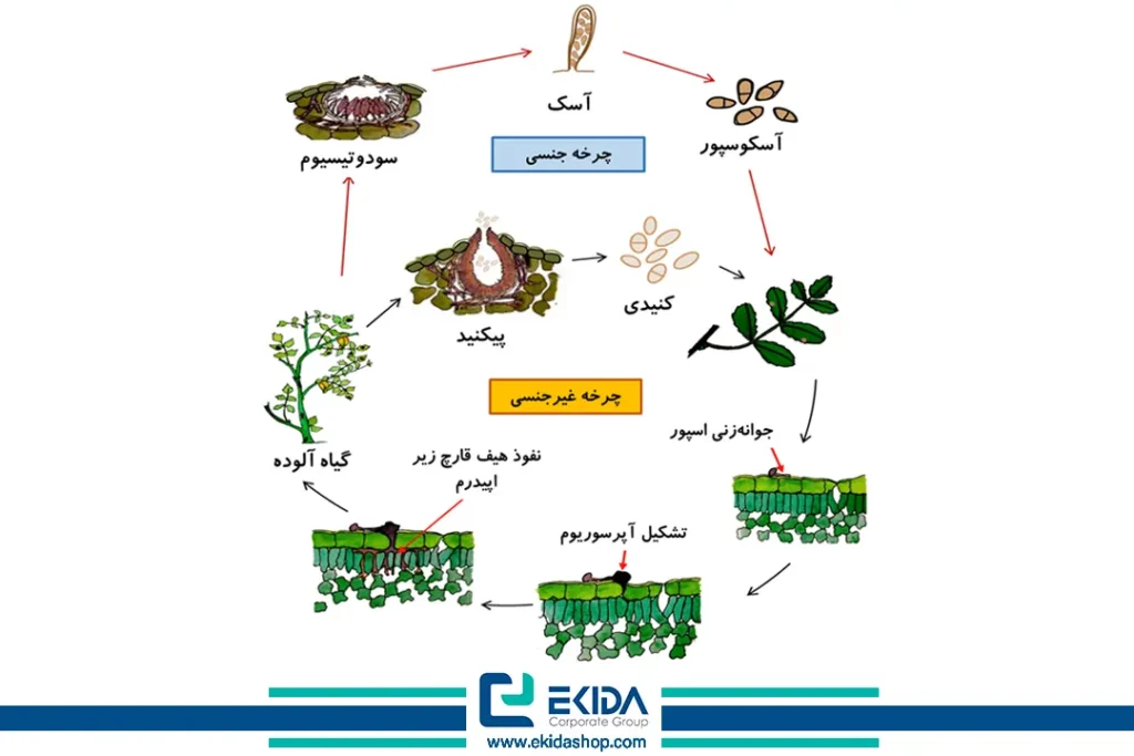 چرخه بیماری برق زدگی (بلایت آسکوکیتایی نخود)