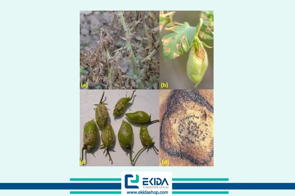 مراحل بیماری برق زدگی نخود