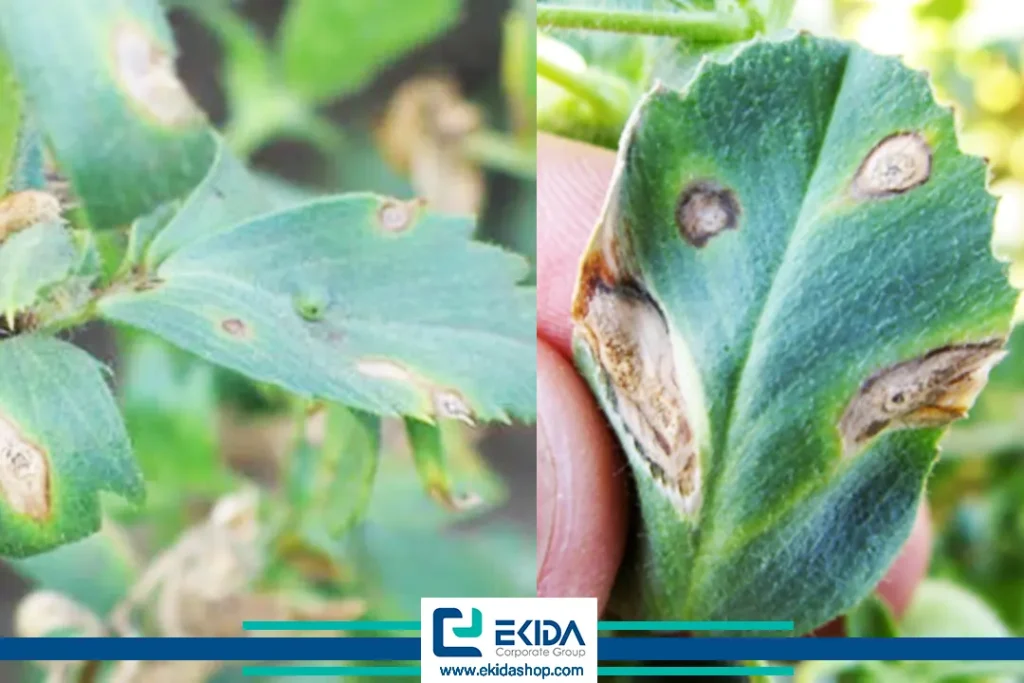 نشانه‌های بیماری برق زدگی نخود