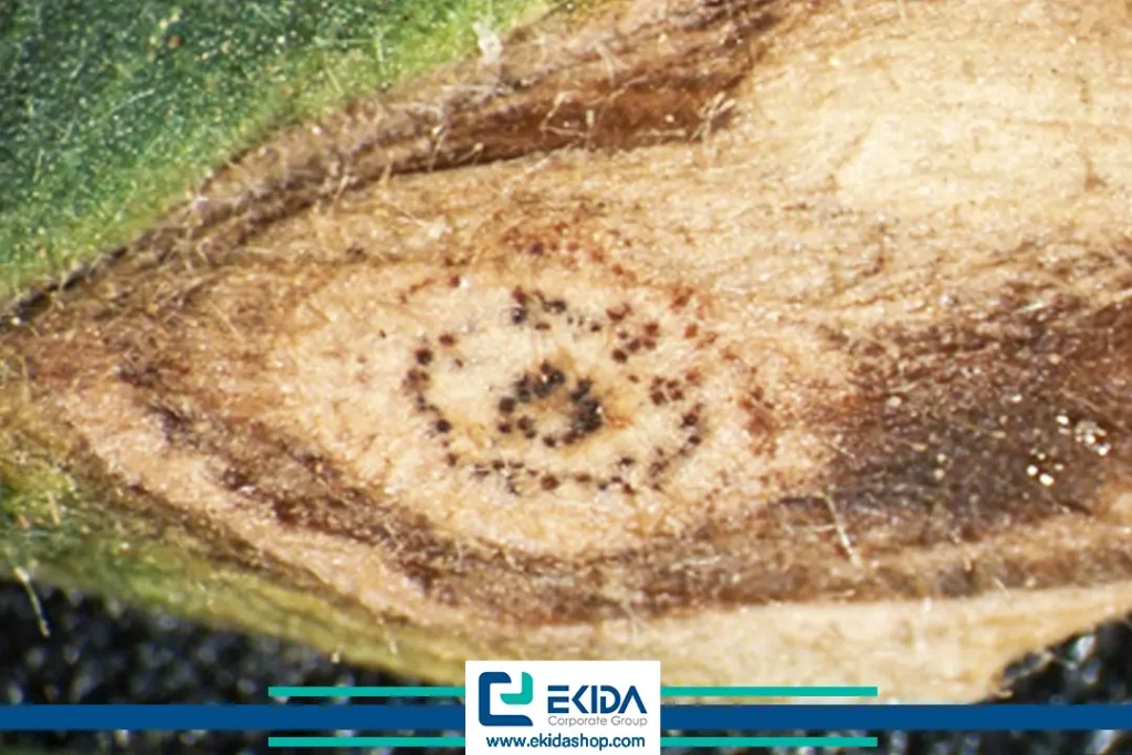 اندام‌های بارده قارچ در بیماری برق زدگی نخود