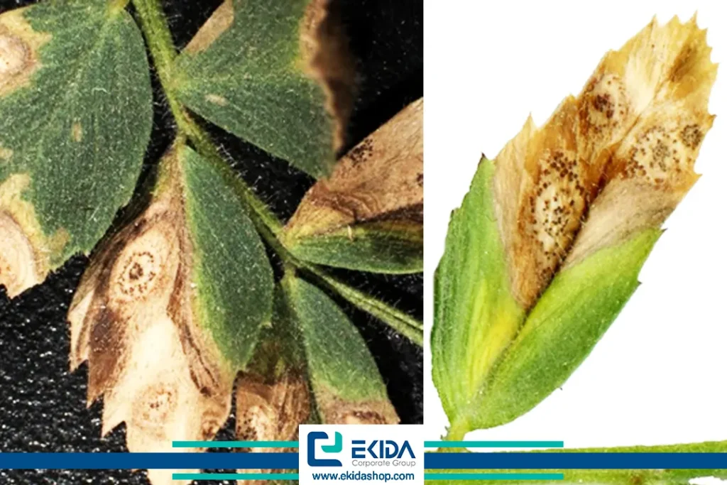 گسترش بیماری برق زدگی نخود