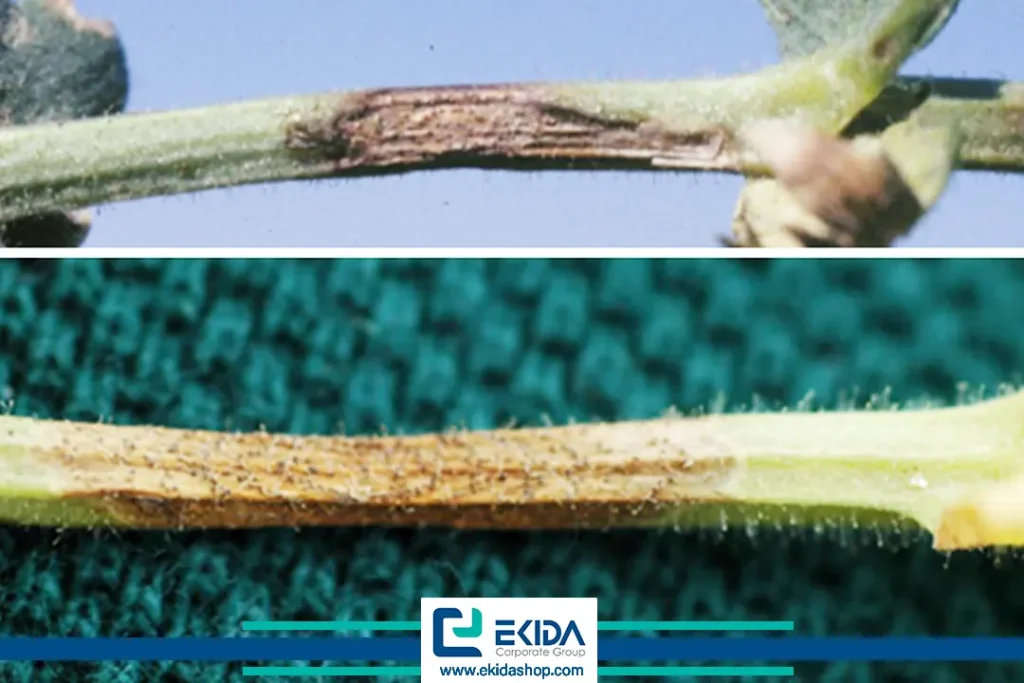 زخم روی ساقه در اثر برق زدگی نخود