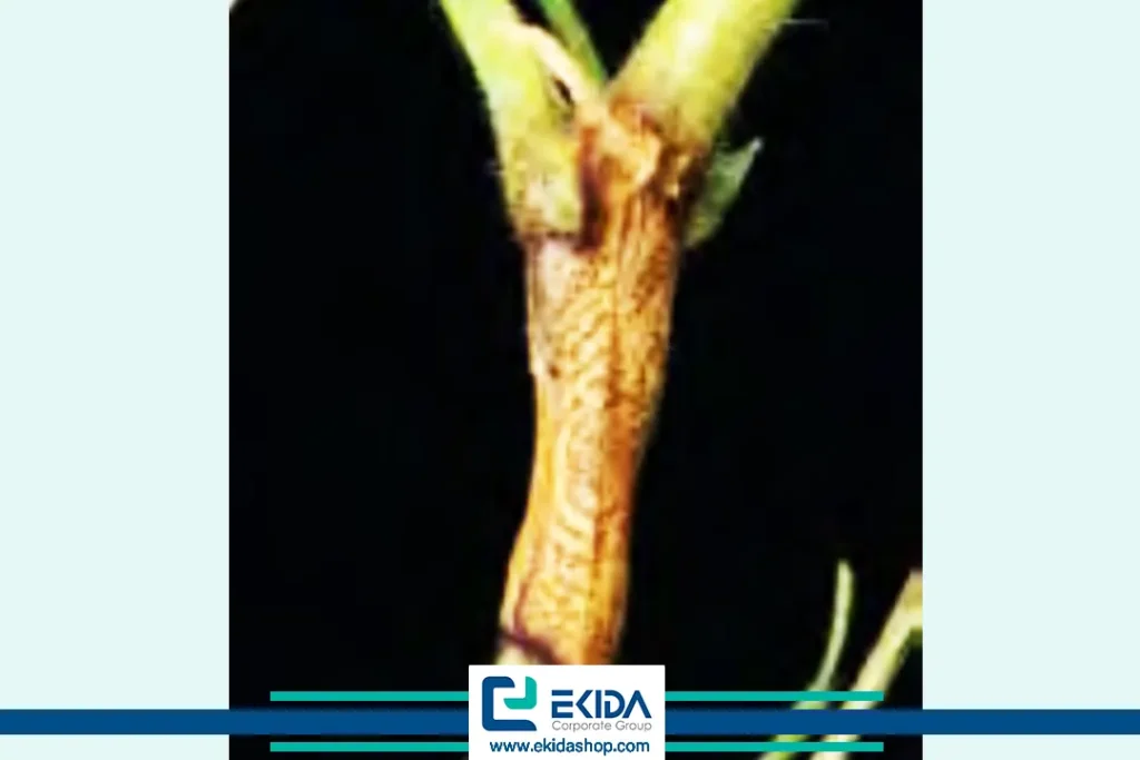 ایجاد لکه‌های نکروز روی ساقه‌ی نخود