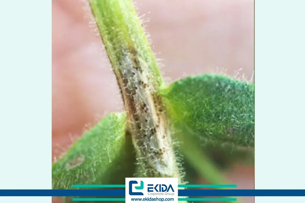 پکنیدهای سیاه رنگ تشکیل شده در وسط لکه‌های نکروز 