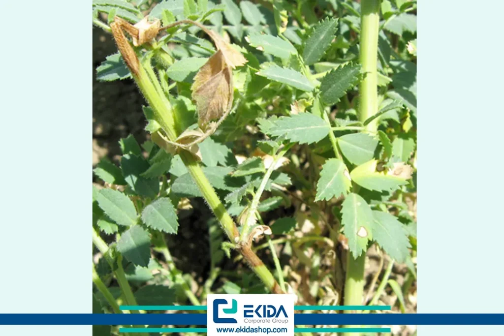 خشکیدگی قسمت‌های بالایی لکه‌ها