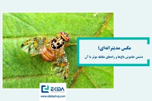 مگس مدیترانه‌ای