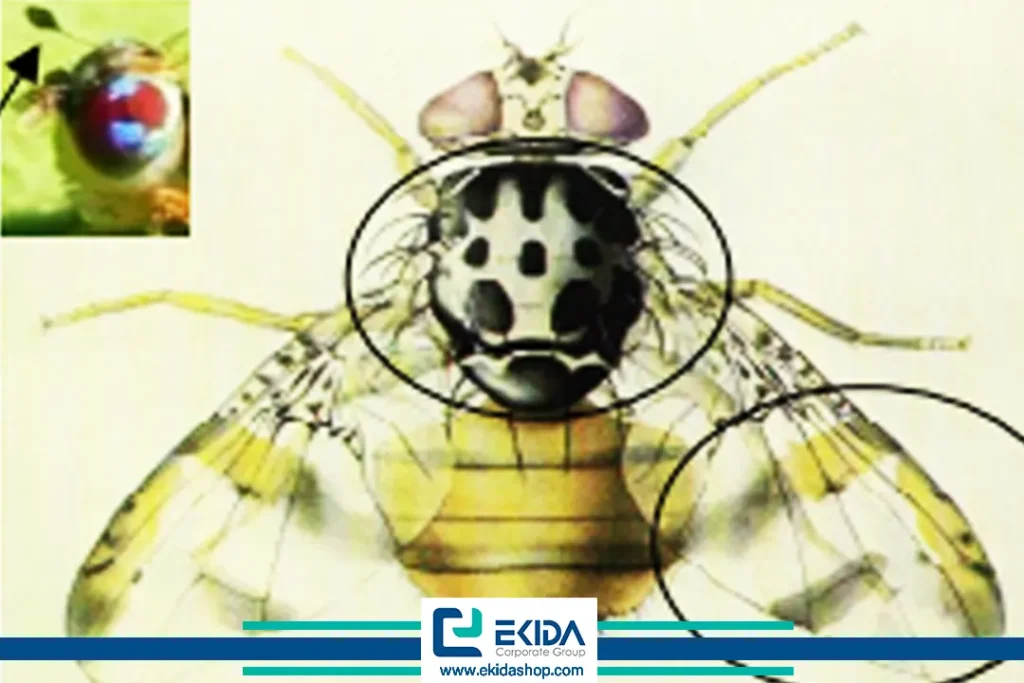 مگس میوه مدیترانه‌ای