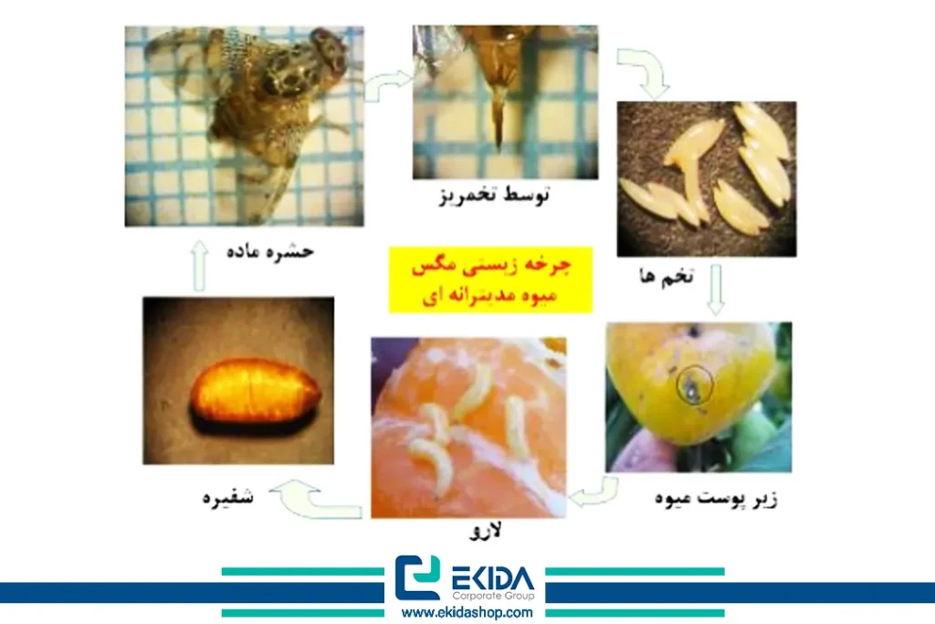 چرخه زیستی مگس مدیترانه‌ای