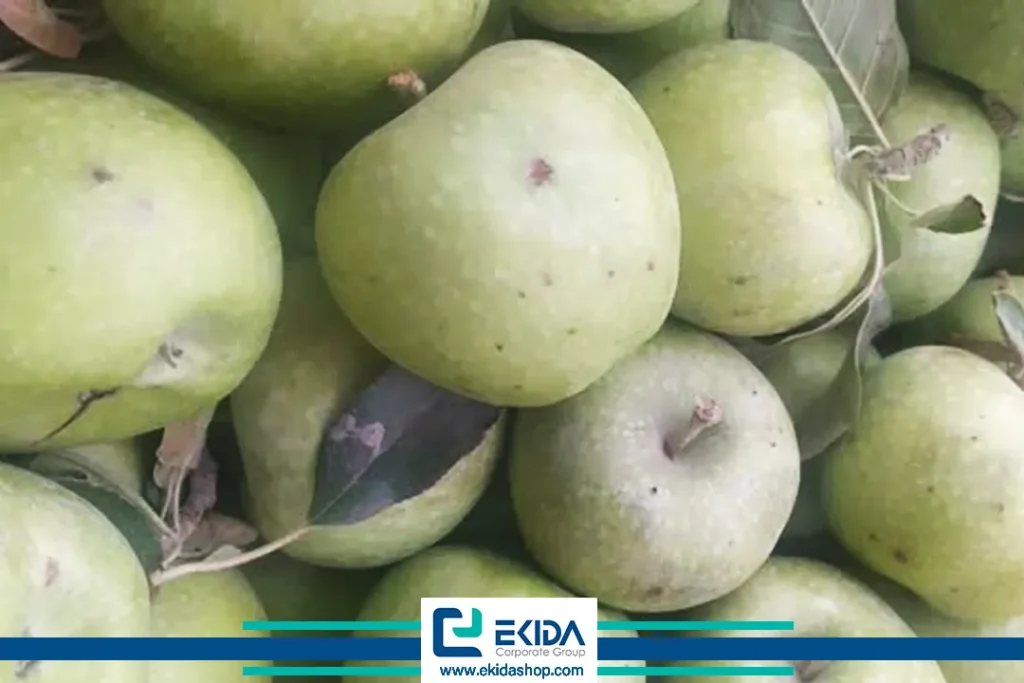 خسارت مگس میوه مدیترانه‌ای