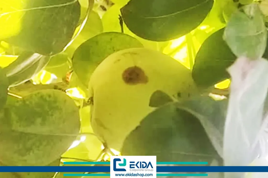 خسارت مگس مدیترانه‌ای