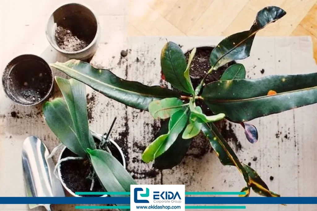 جا به جایی گلدان گیاهان