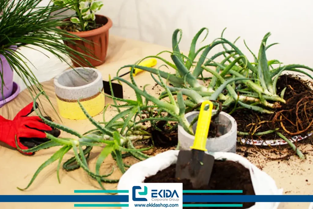 آماده سازی گلدان