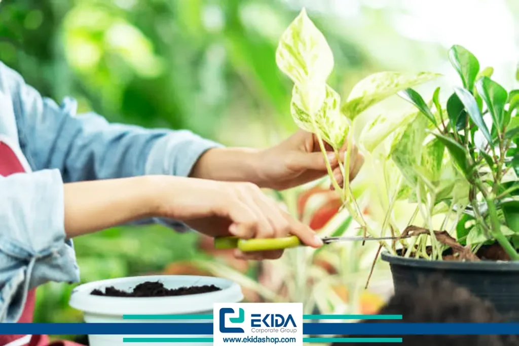 تعویض کامل گلدان