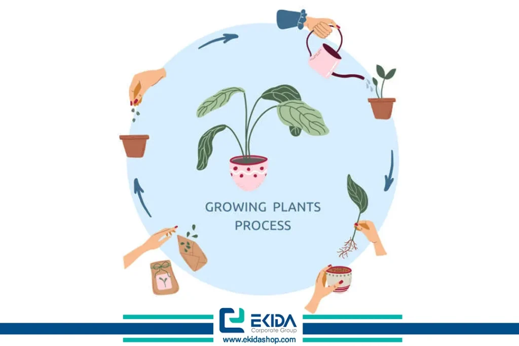 مراحل رشدی گیاه