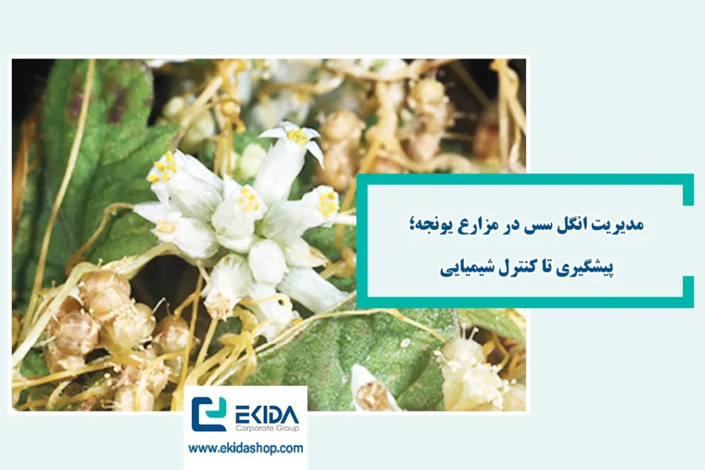 انگل سس