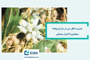 انگل سس