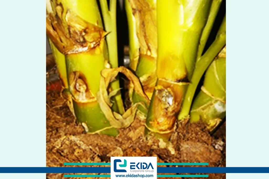 آسیب ساقه دیفن باخیا