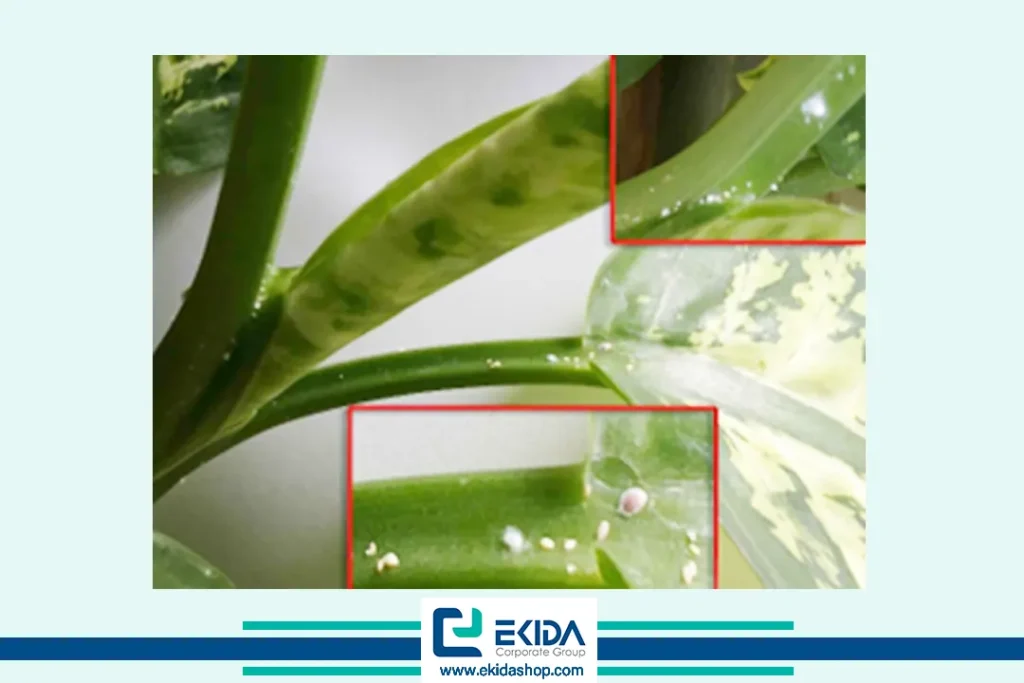 آسیب برگ دیفن باخیا