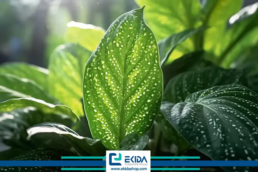 گیاه دیفن باخیا