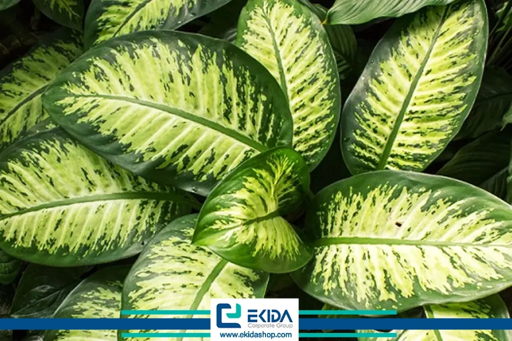 برگهای دیفن باخیا