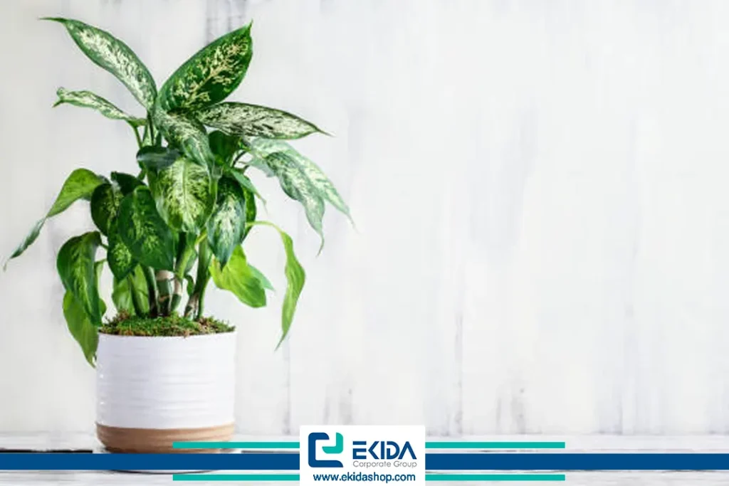 دیفن باخیا در خانه