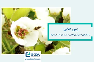 زنبور گلابی