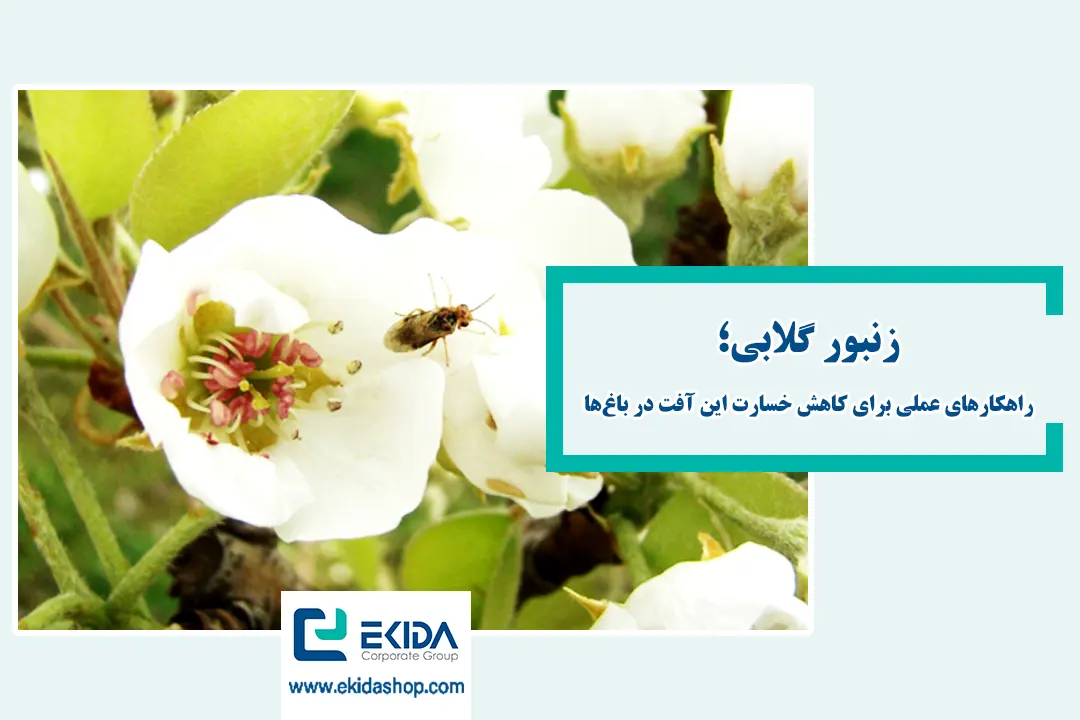 زنبور گلابی