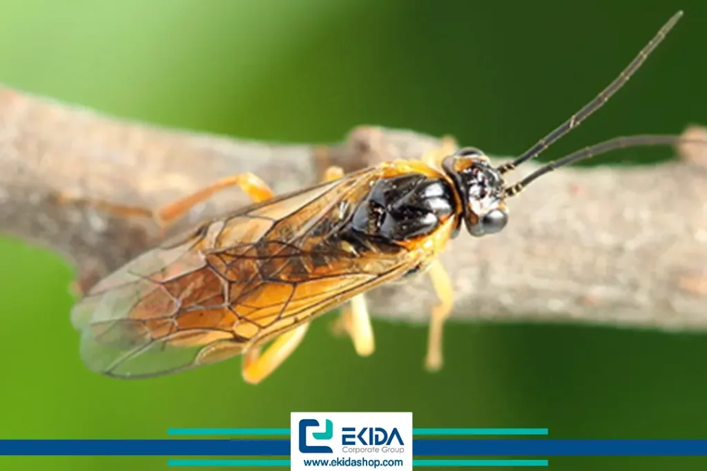 آفت زنبور گلابی