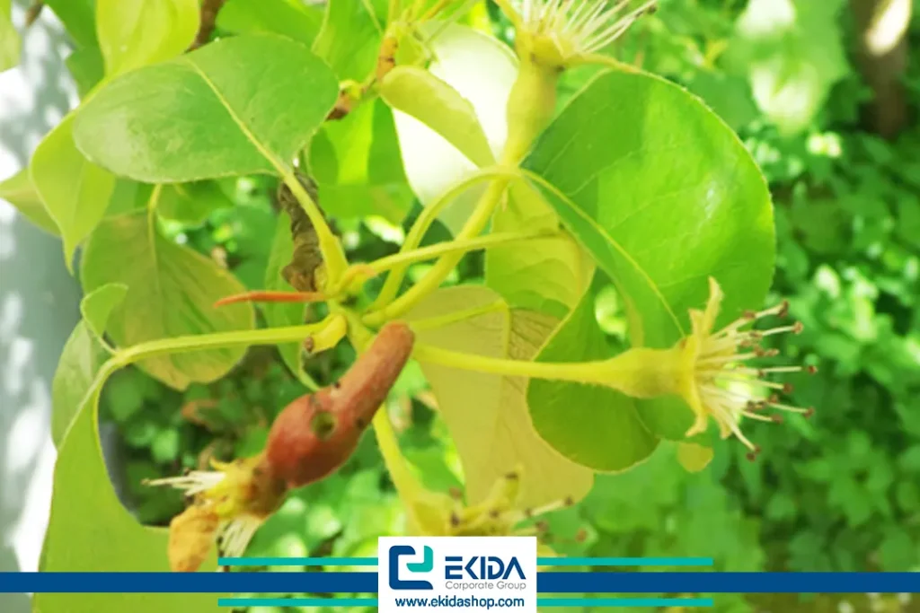 معرفی زنبور گلابی