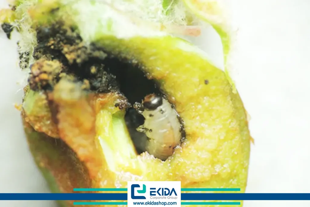 خسارت زنبور گلابی