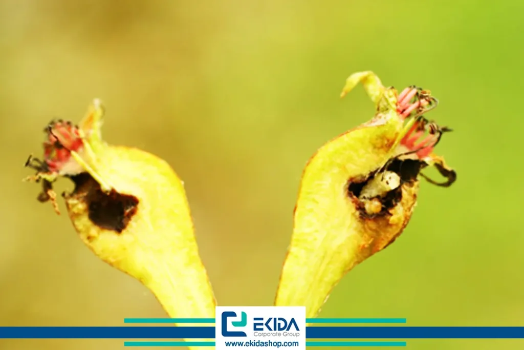 آفت خطرناک زنبور گلابی