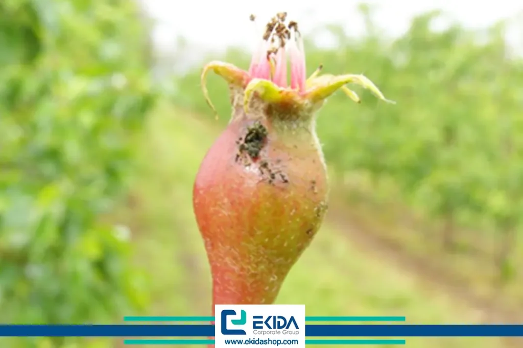 خسارت آفت زنبور گلابی