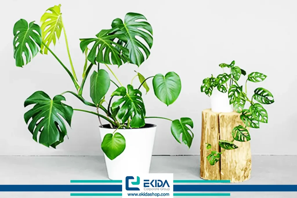 گیاه برگ انجیری