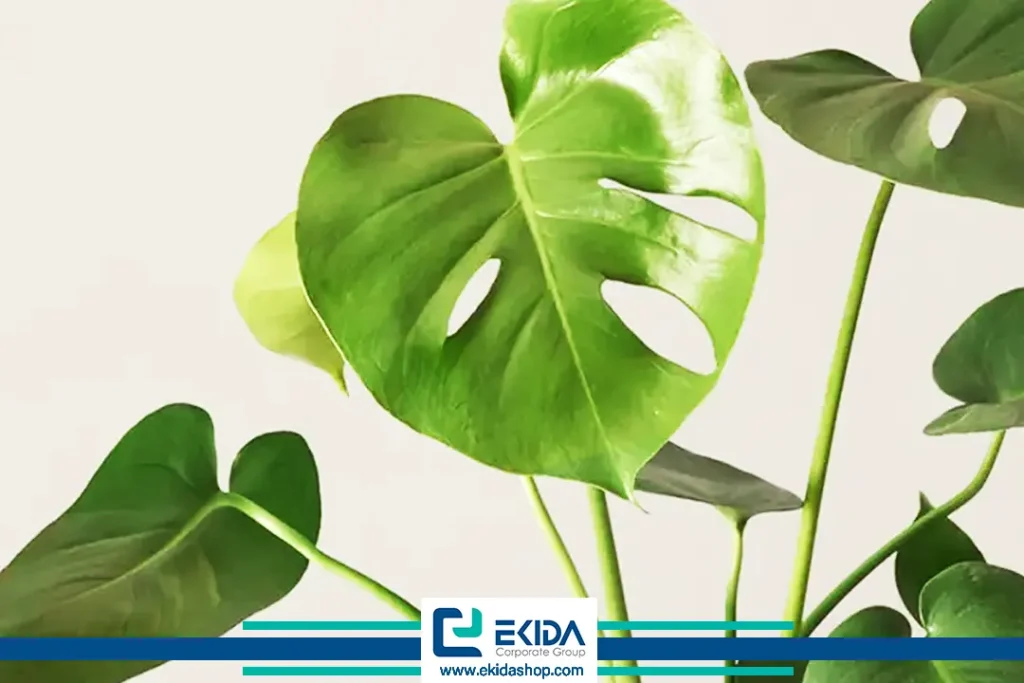 مراقبت از برگ انجیری