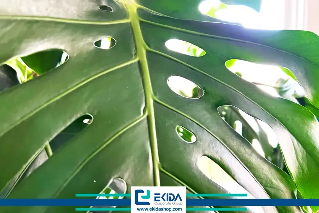 برگ شکاف‌دار برگ انجیری