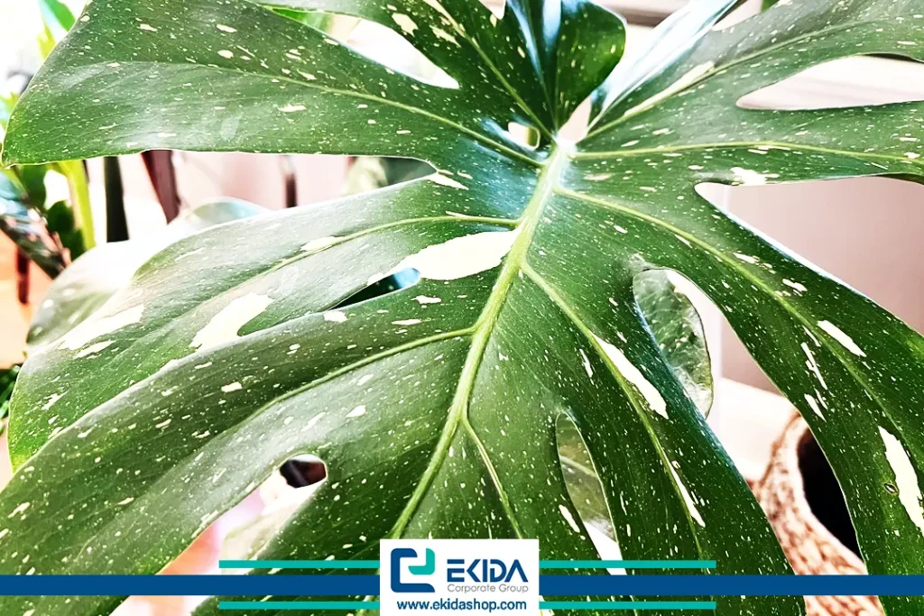 رشد برگ انجیری