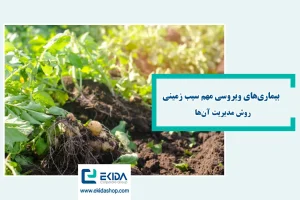 بیماریهای ویروسی سیب زمینی